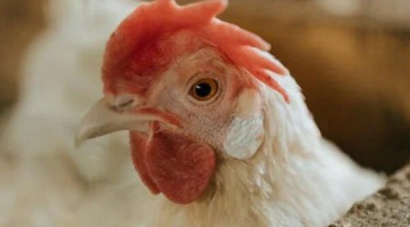 Boşanan cütlük 29 toyuğu bölüşdürə bilmədi