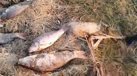 Biləsuvarda balıqların kütləvi tələfatının səbəbi AÇIQLANDI