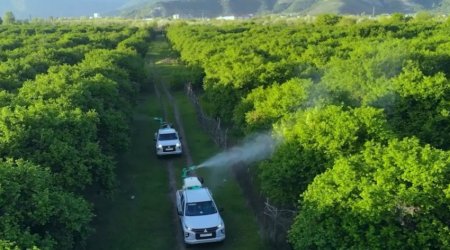 Bölgələrdə qəhvəyi mərmər bağacığının yayılmasına qarşı mübarizə tədbirləri davam etdirilir - FOTO