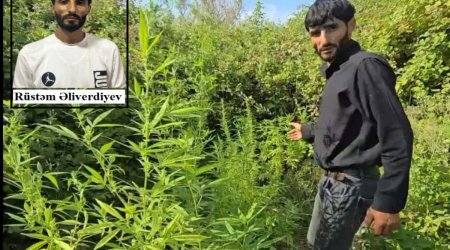 Saatlıda çətənə yetişdirilməsi üçün yaradılan tunel aşkarlandı – VİDEO