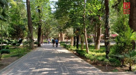 Gəncədə PİLOT LAYİHƏ – Qədim şəhərimizdə yaşıllıqlar belə qorunacaq – FOTO