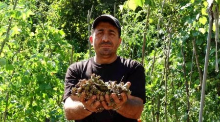 Fındıqlarının oğurlandığını düşünən fermer kamerada görün nə gördü