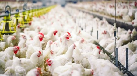 SON DƏQİQƏ! Quş qripi TƏHLÜKƏSİ – Bu ölkələrdən idxal MƏHDUDLAŞDIRILDI