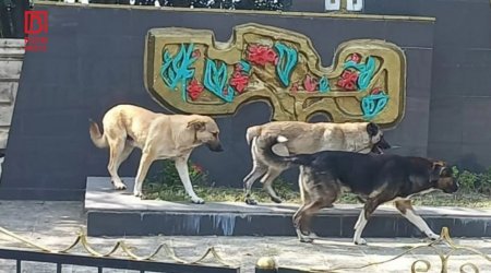 “Hara baxırsan, sahibsiz itdir” – Zaqatalada valideynlər şagirdlərə görə NARAHATDIR – FOTO
