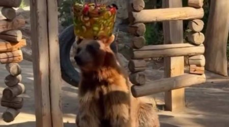 Bakı zooparkında ayı dondurmanı belə yedi – VİDEO