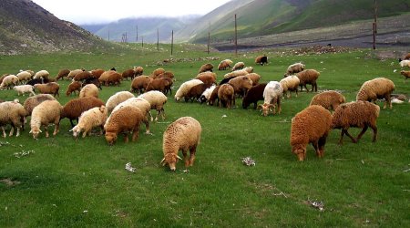 Bakıda qızına toy edən atadan ŞOK ƏMƏL: bir sürü qoyunu götürüb YOXA ÇIXDI