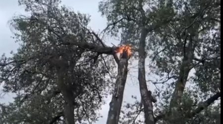Zaqatalada qeyri-sabit hava fəsad TÖRƏTDİ - Ağaca ildırım düşdü - FOTO