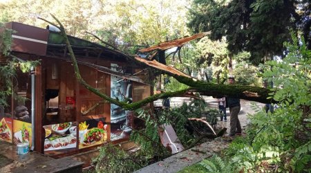 İsmayıllıda ağac kafenin üzərinə aşdı - FOTO