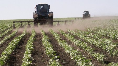 Baş nazirdən kənd təsərrüfatı təyinatlı torpaqlardakı tikililərlə bağlı QƏRAR