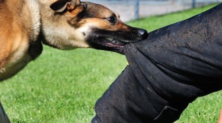 Tovuzda bir ay əvvəl itin dişlədiyi məktəbli Bakıda xəstəxanada ÖLDÜ