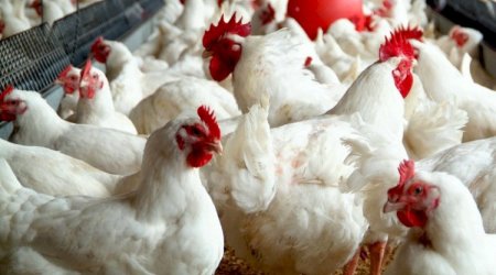 Azərbaycana bir sıra ölkələrdən malların idxalına məhdudiyyət QOYULDU