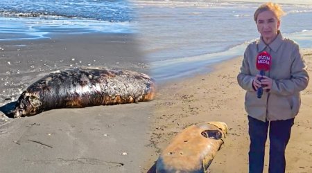 Hər il eyni mənzərə, eyni səssizlik – Xəzərdə suitilər niyə TƏLƏF olur? – VİDEO