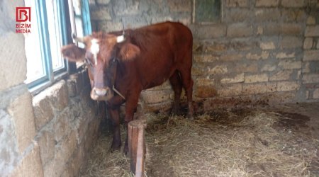 Astarada mal-qara arasında dabaq xəstəliyi yayıldı – FOTO