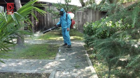 Zaqatalada böcək KABUSU – Tədbirlər də artıq fayda vermir... – FOTO