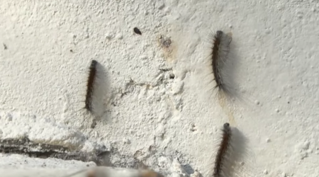 Bakıda bu binaları qurd basıb - Video