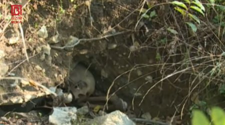 Şəkidə qədim qəbirstanlıqda məzarlıqlar qazılıb, yoxsa? - FOTO