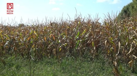 Məhsul çox, QİYMƏT AZ – Balakənli fermerlərin əkdiyi qarğıdalı sahələrdə qalıb – FOTO