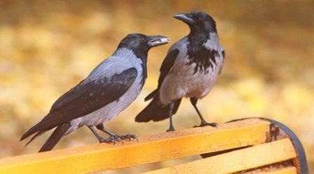 Bakıda qarğaya bənzəyən quşların sayı ARTIB – Onlardan EHTİYATLI OLUN! – VİDEO