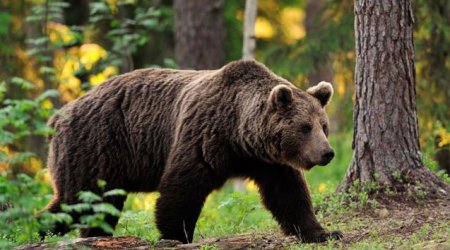 AYI hücumlarının SƏBƏBİ – Hansı bölgələr daha çox risk altındadır?