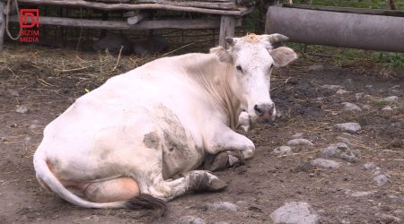 Dabaq xəstəliyi Şəki-Zaqatalanı da BÜRÜDÜ – “Vaksin fayda vermir, mal-qaralar TƏLƏF olur” – FOTO