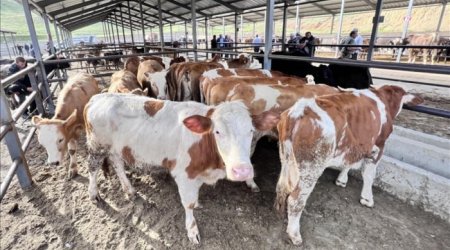 Fermerlərin NƏZƏRİNƏ - Dabaq xəstəliyini sağaldan TƏBİİ VASİTƏLƏR