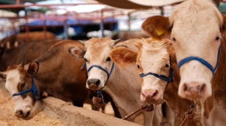 Bu gündən heyvan bazarları BAĞLANIR