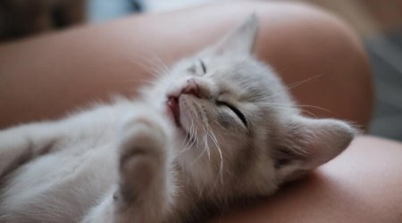 XƏBƏRDARLIQ: Pişiklərdən yoluxur, beyni məhv edir