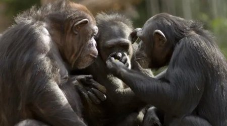 Meymunlar insanlara “müharibə” elan etdilər – “Səddam”ın ölümü heyvanları niyə qəzəbləndirdi?