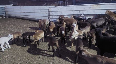 Göygöldə fermadan 62 qoyun oğurlandı- FOTO