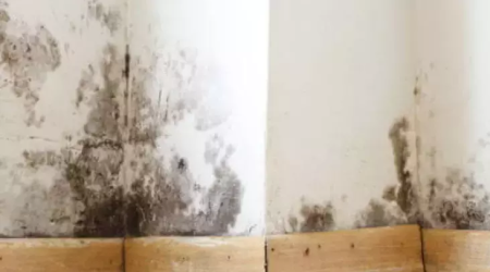 Bu meyvədən otağınıza bir ovuc QOYUN – Rütubətdən əsər-əlamət QALMAYACAQ