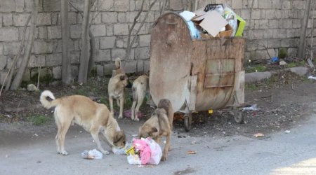 Bakıda küçə itinə yemək verən qadın DÖYÜLDÜ