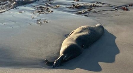 Xəzər dənizi sahilində 112 ölü suiti tapıldı