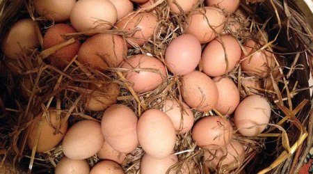 İranda yumurta üçün uzun növbə - ANBAAN VİDEO