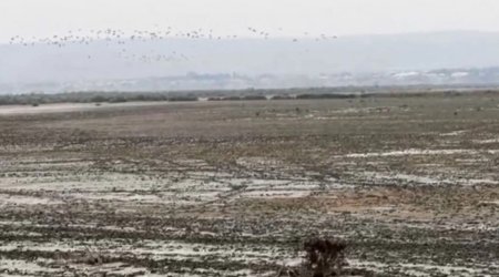 Azərbaycanın ən böyük göllərindən biri QURUYUR: Ekoloqlar həyəcan təbili çalırlar – VİDEO