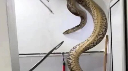 Malayziyada bir evə 60 kiloqramlıq piton girdi: 15 yaşlı qız… – VİDEO