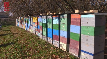 Zaqatalada arılar kütləvi halda MƏHV OLUR – Karantin tətbiq olunacaq? – FOTO