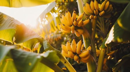 Yaxın gələcəkdə bu meyvə TÜKƏNƏCƏK