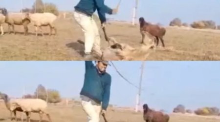 Samuxda qoyunu vəhşicəsinə döyən SAXLANILDI