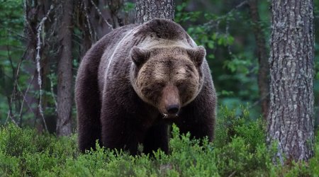 Kəlbəcərdə vəhşi heyvan təsərrüfata HÜCUM ETDİ