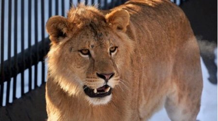 Zooparkda şir gənci parçaladı &ndash; ANBAAN VİDEO