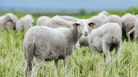 İndi də &ldquo;qoyunçiçəyi virusu&rdquo; YAYILIR &ndash; Azərbaycana gəlmə ehtimalı varmı? &ndash; RƏSMİ AÇIQLAMA