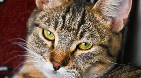 Pişik Balidə istirahət edən ailə üzvlərini zəhərli ilandan belə xilas etdi &ndash; VİDEO