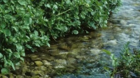 Nə çuğundur, nə brokoli, nə də ispanaq: Dünyanın ən sağlam tərəvəzi açıqlandı