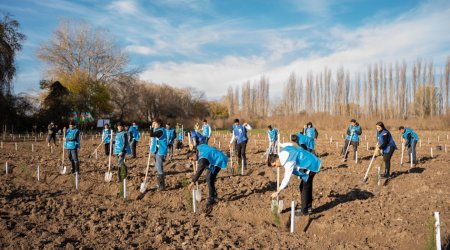 IDEA Sabirabad və Cəlilabadda kütləvi ağacəkmə aksiyaları təşkil etdi &ndash; FOTO