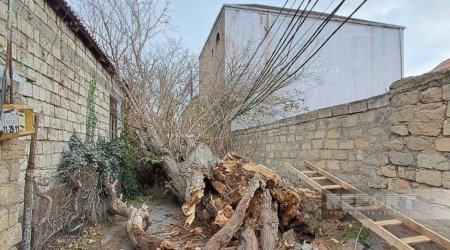 Bakıda güclü külək ağacı elektrik xəttinin üzərinə aşırdı &ndash; FOTO