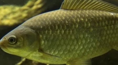 Sazan balığı sümüksüz olacaq