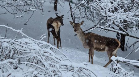 Şahdağ Milli Parkının qış mənzərəsi - VİDEO