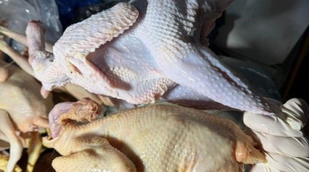 Rənglənən "kənd toyuqları"na kosmetik vasitələrdə istifadə olunan maddələr vurulurmuş &ndash; FOTO