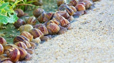 Salyandan Avropaya: Azərbaycan ilbiz məhsulları ixracına başladı