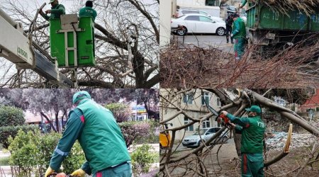 Güclü külək nəticəsində Bakıda neçə ağac aşıb?